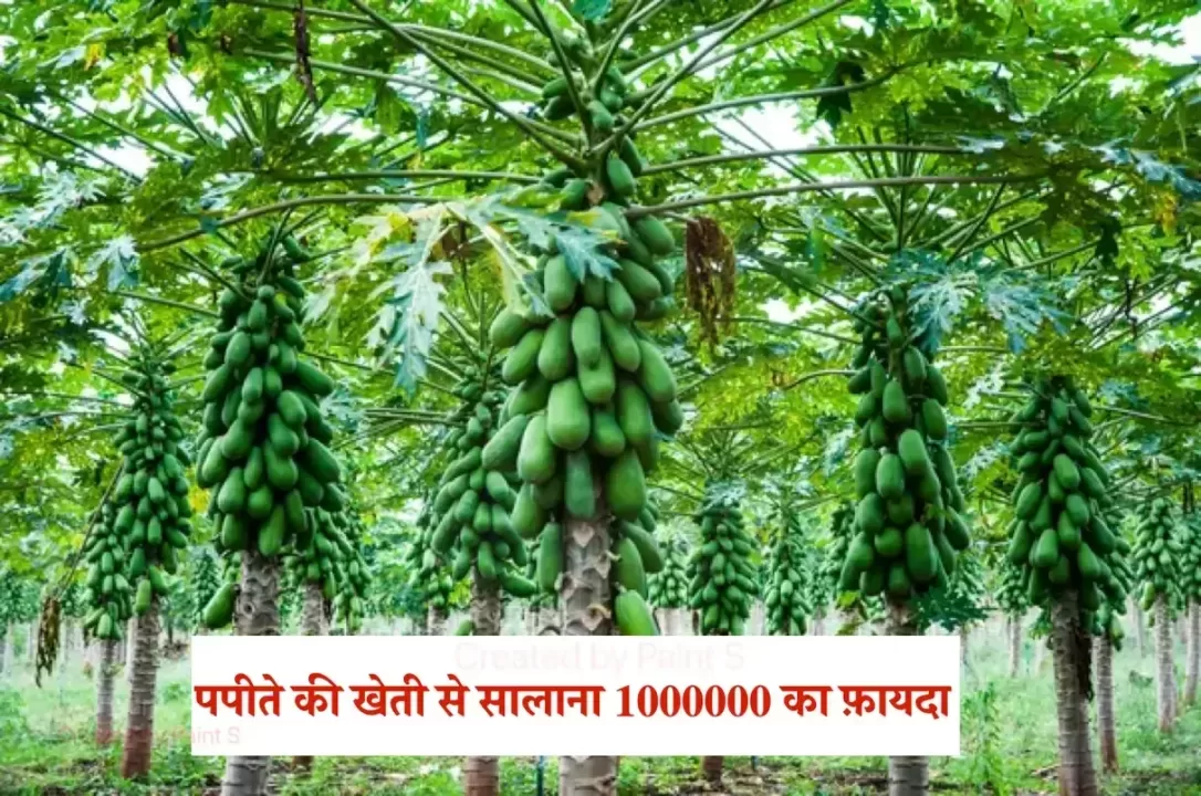 पपीते की खेती से सालाना 1000000 का फ़ायदा