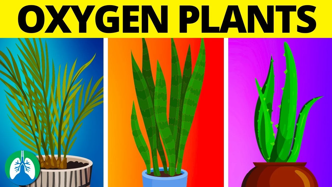 24 hours oxigen giving indoor plants