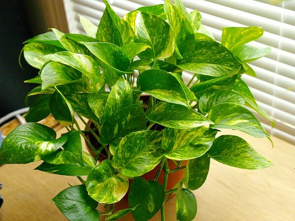 Pothos (Epipremnum aureum)