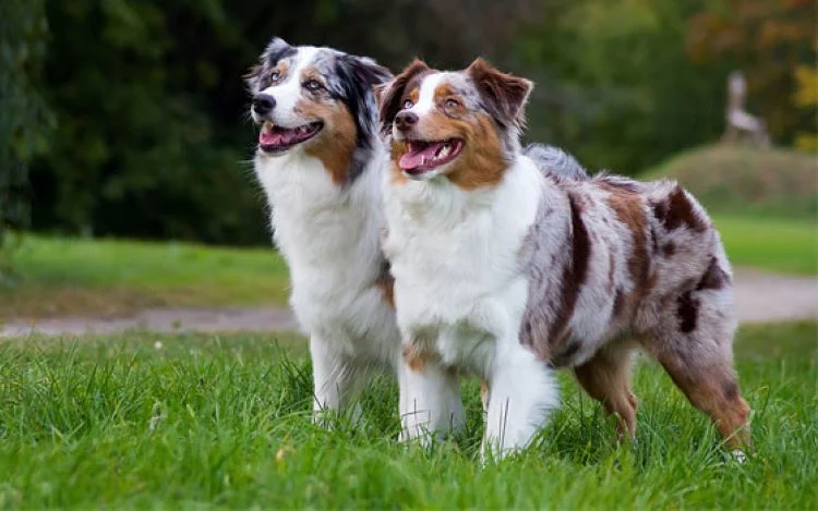 Australian Shepherd