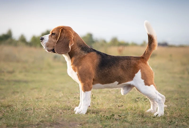 Beagle Dog breed