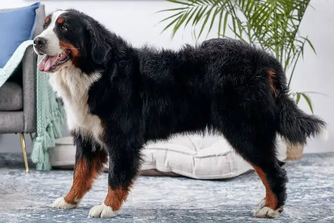 Bernese Mountain Dog