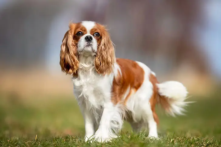 an image of Cavalier King Charles Spaniel dog breed on field