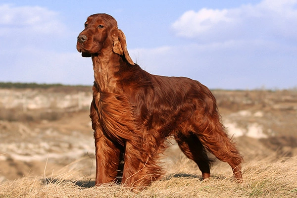 an image of Irish Setter Dog