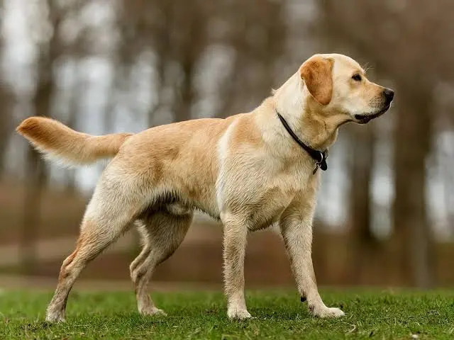 an image Labrador Retriever dog