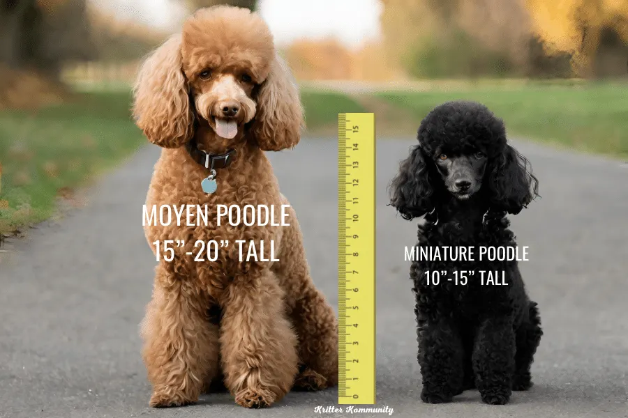 an comprission image of Poodle (Standard or Miniature)