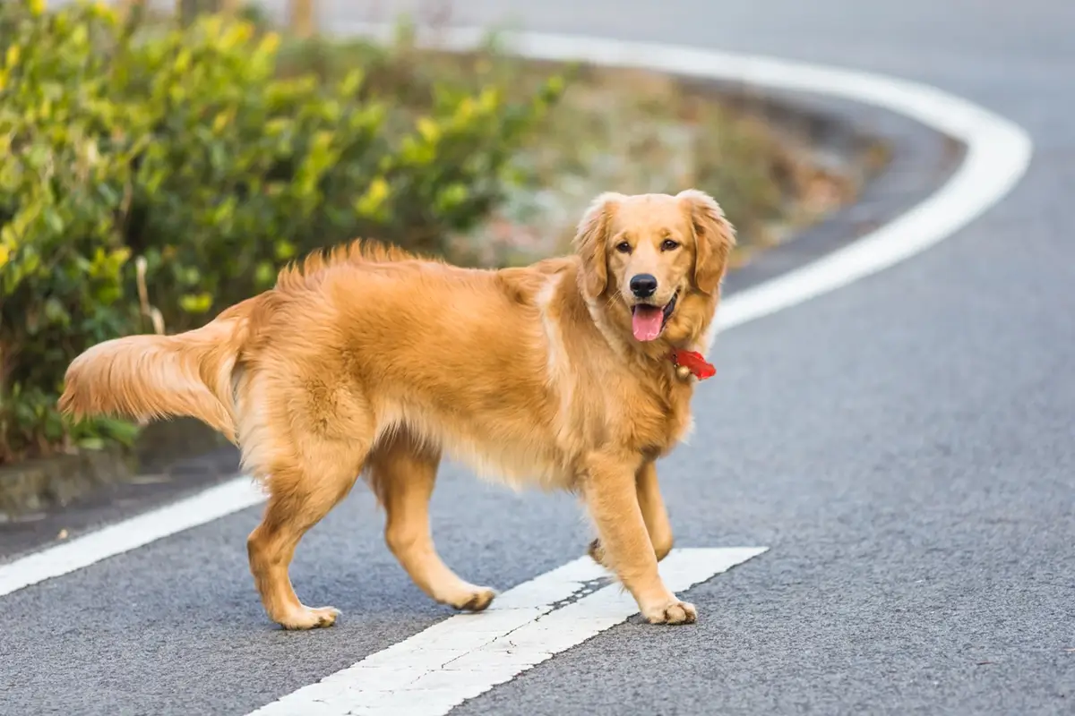 Golden Retriever